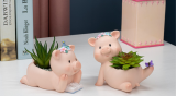 Mini Piggy Shape Succulent Planter