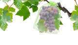 20 Or 50 Pcs Grape Fruit Protection Bags