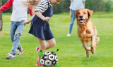 Dog Toys Soccer Ball
