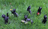 Dog and Cat Stakes Animal Garden Statue