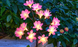 12-Head Solar Camellia Flowers Outdoor Lights for Patio Decor