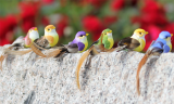  12-Pack Artificial Feathered Bird Decorations