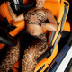 EVE Leopard Print Wrap Chest Backless Two Piece Pants Set GJYO-JS919076