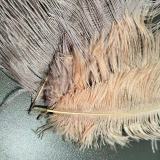 Kyraton Natural Ostrich Feathers for Wedding Party Centerpieces, Flower Arrangements and Home Decor.