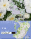 sale マステ  新七天  花梯-PET贝壳光-6cm*5m-100cm循环