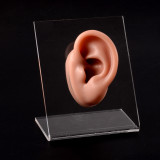 Modelo de pantalla de silicona para orejas, adorno de tachuelas para orejas, tablero de exposición, modelo multicolor