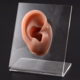 Modelo de pantalla de silicona para orejas, adorno de tachuelas para orejas, tablero de exposición, modelo multicolor