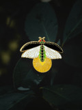 Aleación Esmalte Insecto Lindo Escarabajo Broche