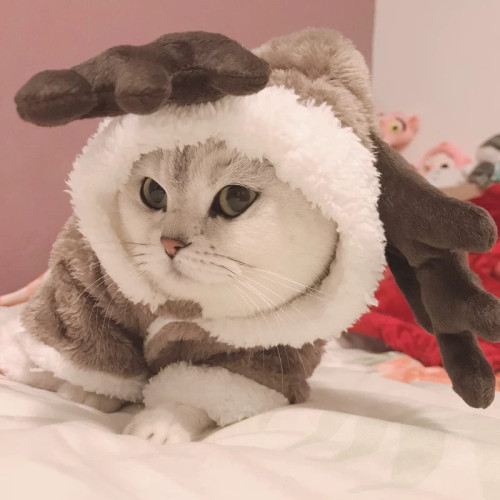 Winter Cat Clothes| Warm Fleece for Small Cats