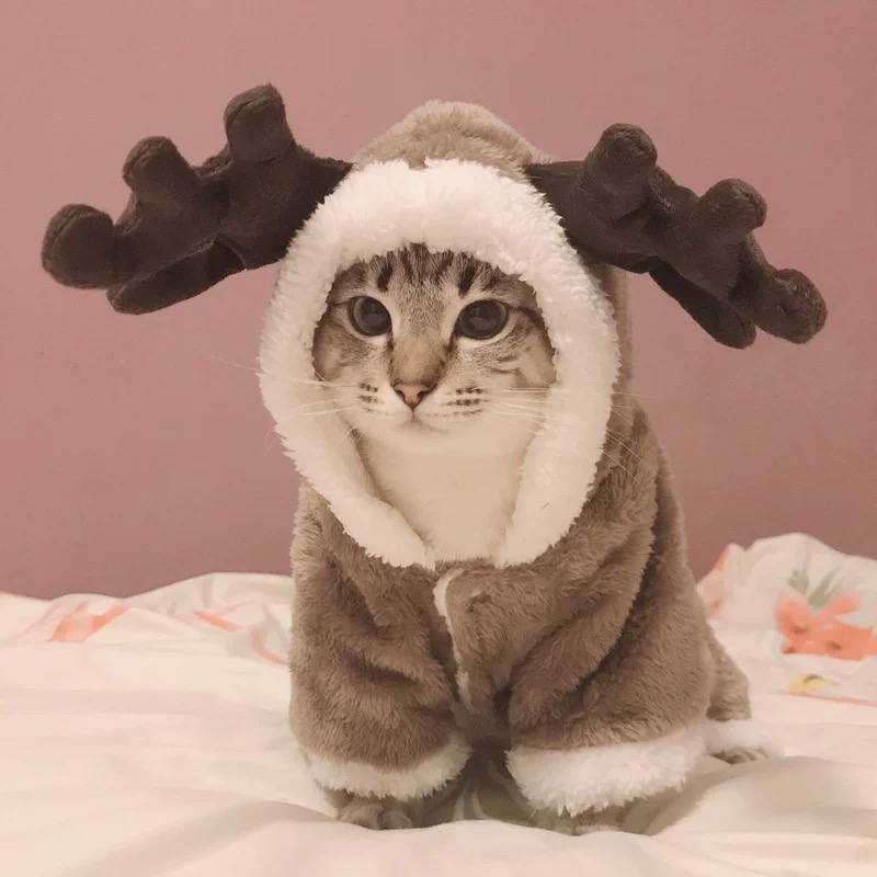 Cat coats for winter sale