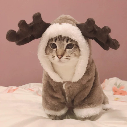 Winter Cat Clothes| Warm Fleece for Small Cats