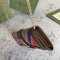 グッチバッグコピー 大人気2022新品 GUCCI レディース ショルダーバッグ