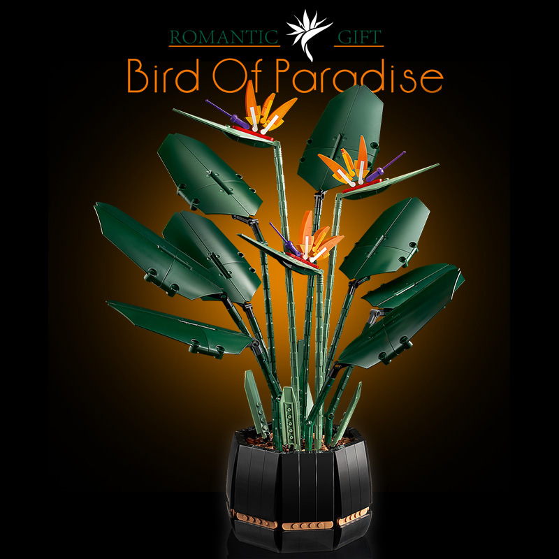 Bird of Paradise