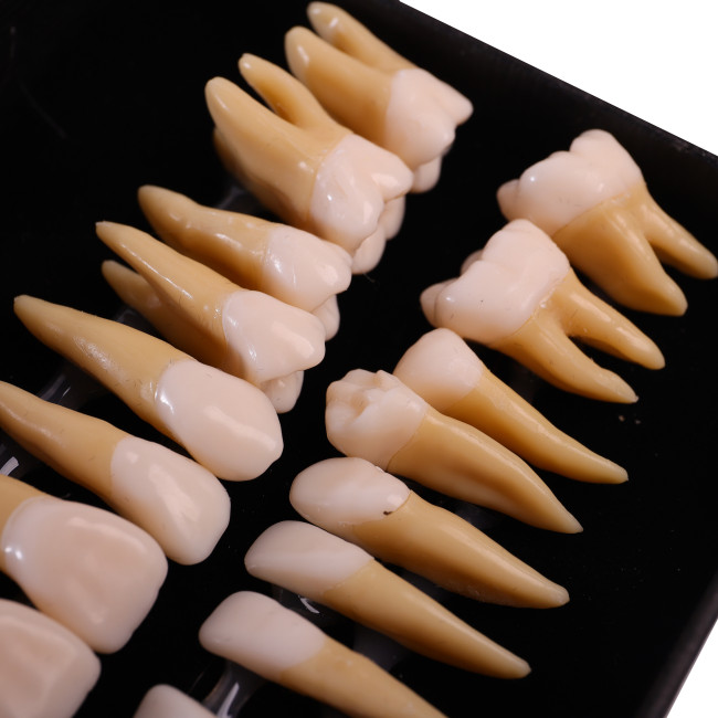 Dental Implant Teeth Study Model Typodont Standard Retainer Adult Demonstration