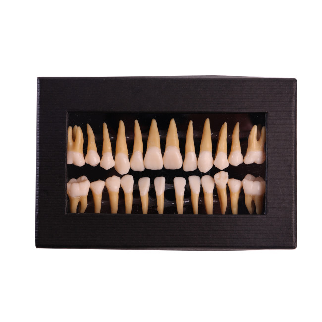 Dental Implant Teeth Study Model Typodont Standard Retainer Adult Demonstration