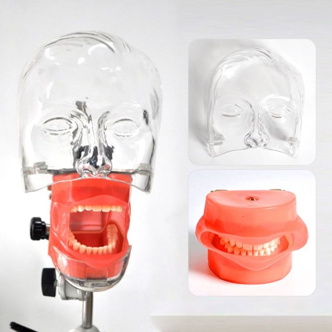 Dental phantom Head Model with new bench mount fo Teeth Model exercise Simulator