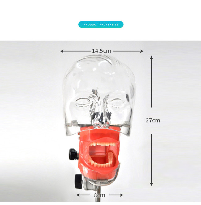 Dental phantom Head Model with new bench mount fo Teeth Model exercise Simulator