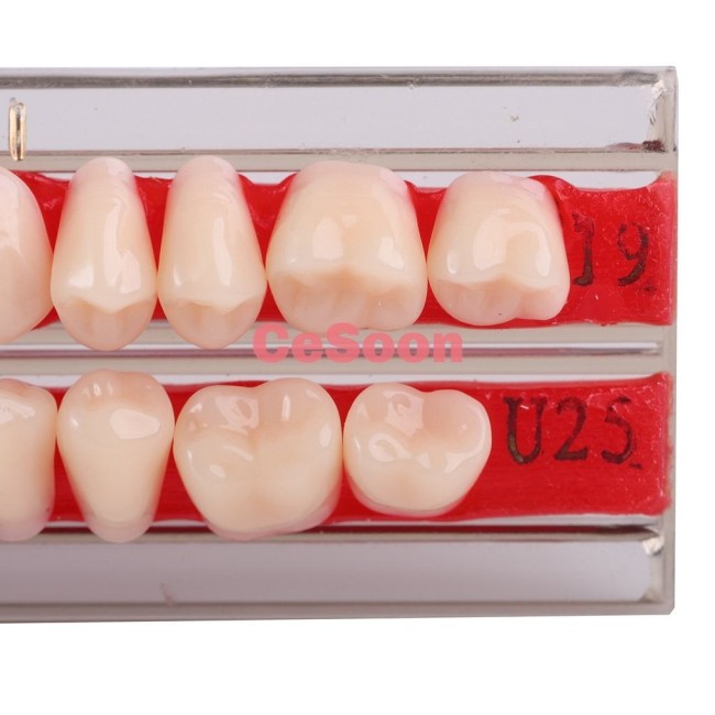28Pcs/Pack Dental Acrylic Resin Teeth A2 Full Set Teeth Upper Lower Shade Tooth Dentures Material Teeth