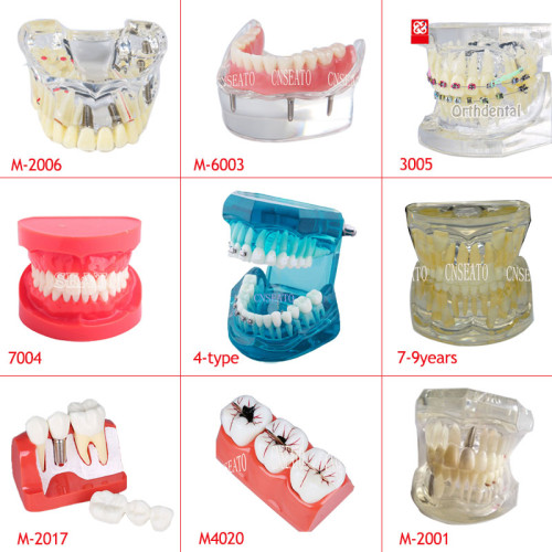Dental Demonstration Standard Typodont Teeth Model Dental Study Teach Model Demonstration Clear Model with Teaching and Science