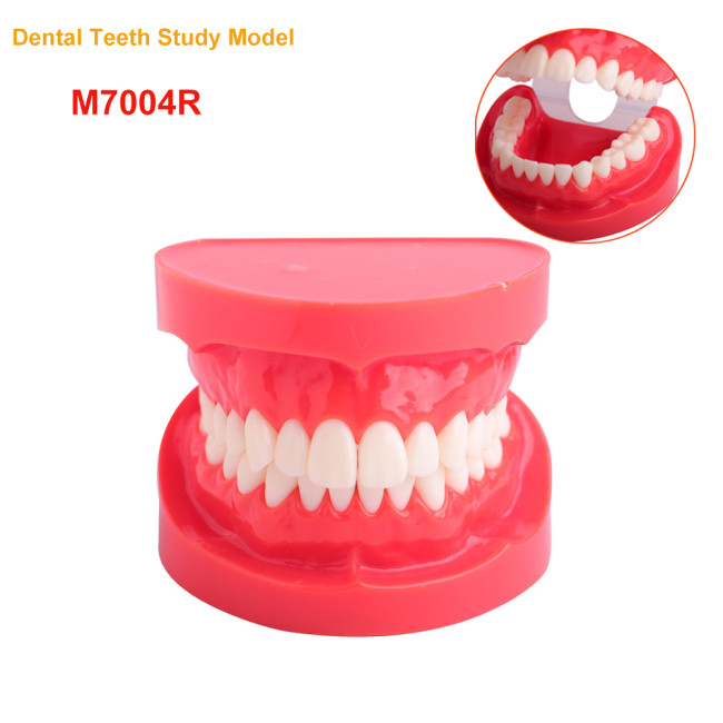 1 Pcs Dental Teeth Study Model M7004R Upper and Lower Jaw Standard Typodont Demonstration Tooth Care Dentistry Teaching Tools