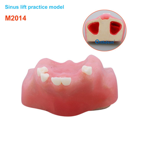 1Pcs Dental Implant Practice Model Maxillary Sinus Elevation Sine Lifting Tooth Models Bone Imitating Dentist Lab Teaching Tools