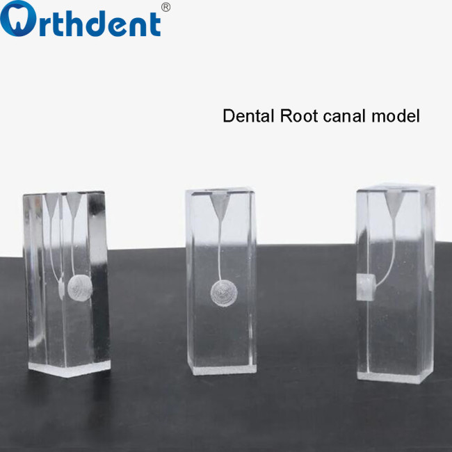 Dental 1Pc Root Training Model M8001 Study Model Endo Block Student Practice Education Dentist Pulp Cavity Replace Resin Teeth