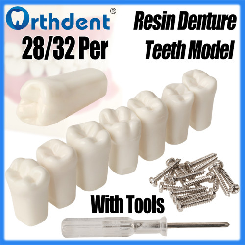 Dental Removable Resin Denture Teeth Model 28/32Pcs with Mounting Screws + Screwdriver