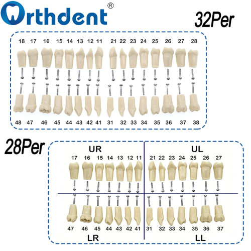 Dental Removable Resin Denture Teeth Model 28/32Pcs with Mounting Screws + Screwdriver
