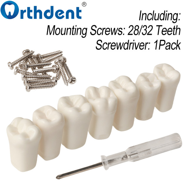 typodont teeth packaging box