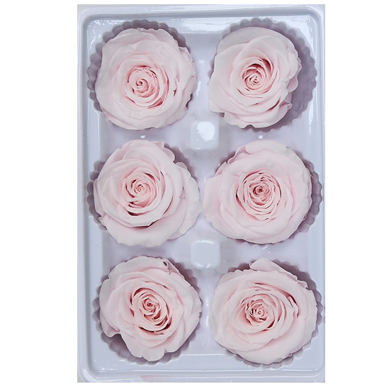 Box of 24 Preserved Roses Primelo High Quality Real Natural Rose Flowers Gifts 