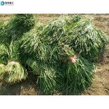 Electric leek harvester Hand held small leek stubble harvester Greenhouse single row leek cutting machine
