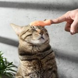 mini finger cat toy cat interactive toy wholesale Mini Funny Cartoon Finger Hands cat Massage Toys pet supply