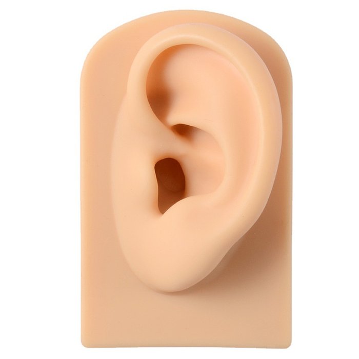 Fashion Rectangle Silica Gel Simulation Ear Model