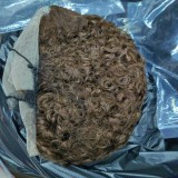 13*1 Pixie Curly Wig WIth T Lace Brazilian Natural Human Hai
