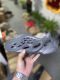 adidas Yeezy Foam Runner Onyx 深灰色 玛瑙HP8739