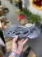 adidas Yeezy Foam Runner Onyx 深灰色 玛瑙HP8739