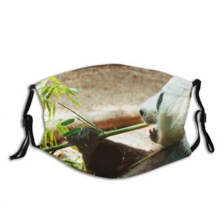 NC Bear Public Atlanta Domain Pictures Panda States Images Captivity Bamboo United Eating Dust Washable Reusable Filter and Reusable Mouth Warm Windproof Cotton Face