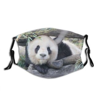 NC Bear Vienna Public Wallpapers Grey Domain Austria Pictures Panda Images Bamboo Schönbrunn Dust Washable Reusable Filter and Reusable Mouth Warm Windproof Cotton Face