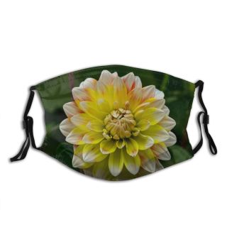 NC Blossom Images Plant Dahlia Flower Natur Free Dalie Gartenblume Dust Washable Reusable Filter and Reusable Mouth Warm Windproof Cotton Face