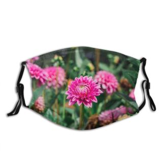 NC Blossom Images Plant Dahlia Magenta Flower Free Wallpapers Dust Washable Reusable Filter and Reusable Mouth Warm Windproof Cotton Face