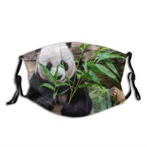 NC Bear Public Wallpapers Domain Pictures Si Panda Everland Korea Images Bamboo Yongin Dust Washable Reusable Filter and Reusable Mouth Warm Windproof Cotton Face