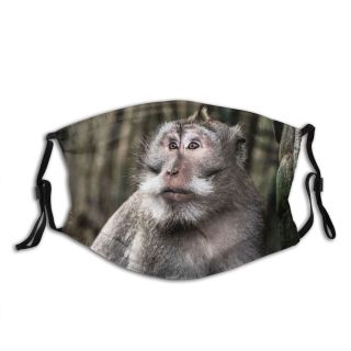 NC Bear Gianyar Indonésie Wallpapers Grey Forest De Pictures Ubud Monkey Baboon Kabupaten Dust Washable Reusable Filter and Reusable Mouth Warm Windproof Cotton Face