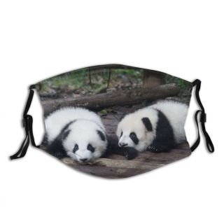 NC Bear Center Wallpapers Grey Pictures Panda China Images Chengdu Research Free Wildlife Dust Washable Reusable Filter and Reusable Mouth Warm Windproof Cotton Face