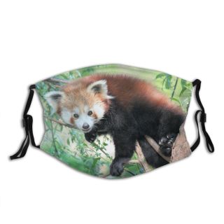 NC Bear Wallpapers Pictures Bratislava Panda Slovakia Stock Images Plant Curious Look Tree Dust Washable Reusable Filter and Reusable Mouth Warm Windproof Cotton Face