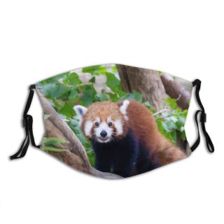 NC Bear Nsw Rd Bradleys Pictures Mosman Panda Images Plant Taronga Australia Tree Dust Washable Reusable Filter and Reusable Mouth Warm Windproof Cotton Face