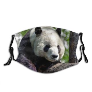 NC Bear Tired Pictures Panda China Stock Images Plant Teddy Trunk Birch Flora Dust Washable Reusable Filter and Reusable Mouth Warm Windproof Cotton Face