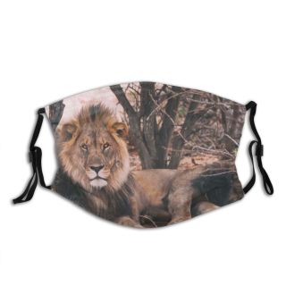 NC Big Mane Africa Predator Pictures Erindi Wild Parking Cat Stock Images Lion Dust Washable Reusable Filter and Reusable Mouth Warm Windproof Cotton Face