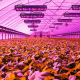 1000W LED Grow Light Full Spectrum Daisy Chain Aluminum Veg Bloom Grow Lamps for Indoor Plant Hydroponics Gardening(2PACK)