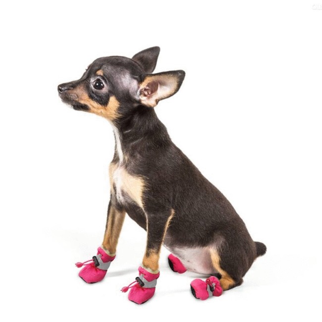 The Dog Shoes