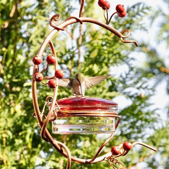 Red Berries Hummingbird Feeder